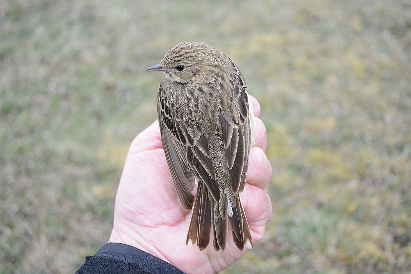 Tree Pipit, Sundre 20130509